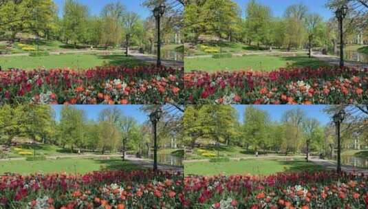 鲜花盛开的公园风景高清在线视频素材下载