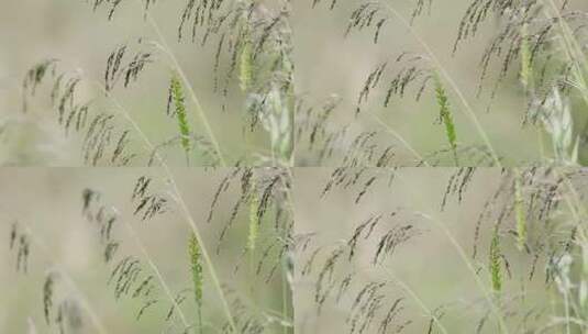 草原上的卢苇草在随风摇摆高清在线视频素材下载