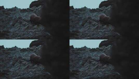 海狮行走在岩石上高清在线视频素材下载