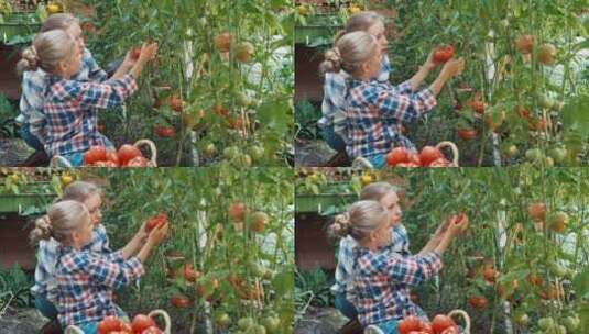 母亲和女儿在菜园里采摘西红柿高清在线视频素材下载