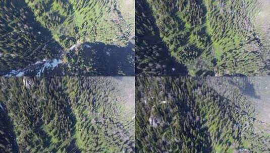 从空中俯瞰松林高清在线视频素材下载