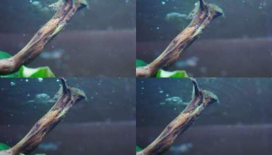 鱼缸里正在觅食的草虾高清在线视频素材下载