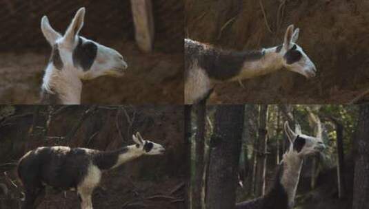 动物园羊驼视频高清在线视频素材下载
