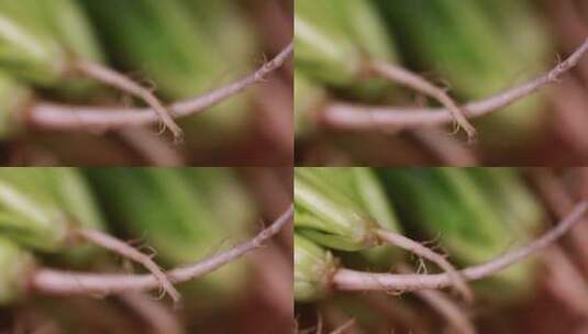 微距菠菜香菜菜根根茎高清在线视频素材下载