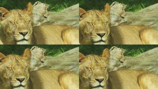 珍稀动物白化狮子高清在线视频素材下载