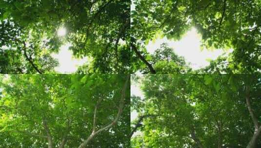 阳光绿树高清在线视频素材下载