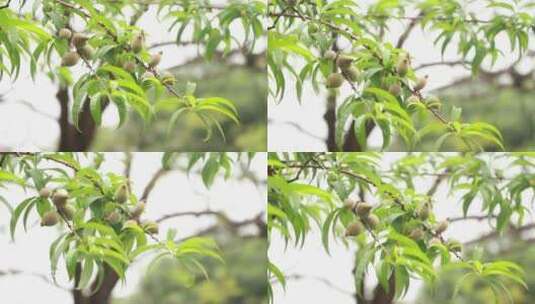树上的桃子高清在线视频素材下载