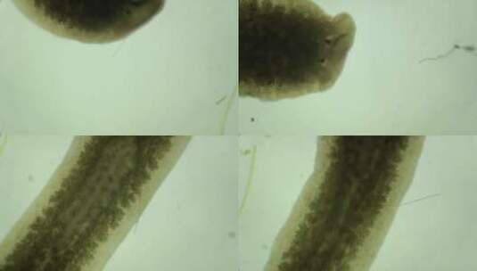 生物科普科研素材 涡虫高清在线视频素材下载