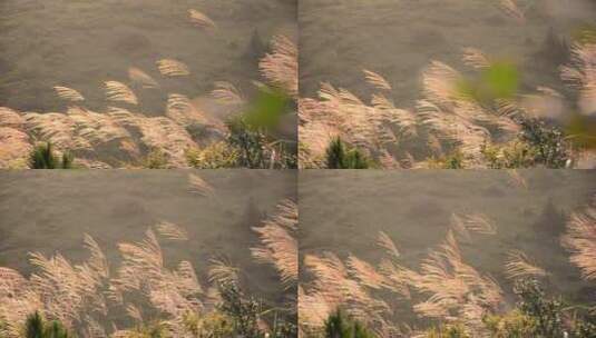 随风摇曳的芦苇 大自然美景高清在线视频素材下载