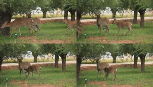 园中自在的小鹿玩耍觅食高清在线视频素材下载