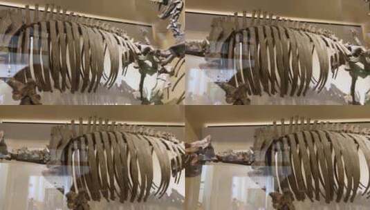 【镜头合集】白垩纪侏罗纪古生物化石高清在线视频素材下载