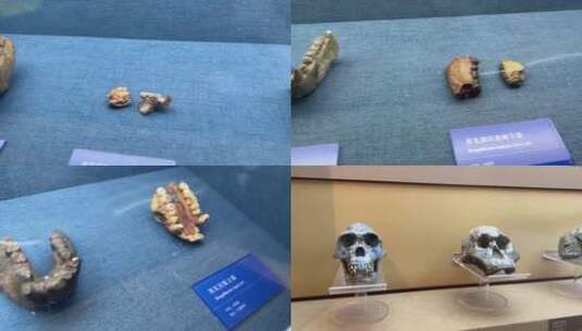 【镜头合集】古人类原始人头骨化石骷髅高清在线视频素材下载