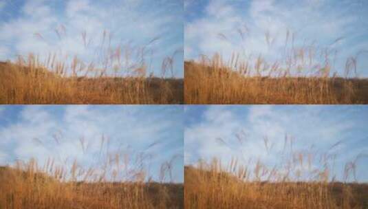 实拍秋天蓝天芦苇野草植物高清在线视频素材下载