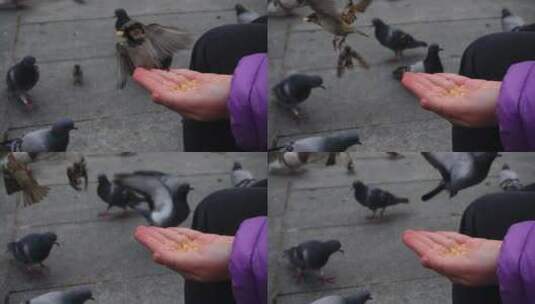 在街上用手喂鸟的人高清在线视频素材下载