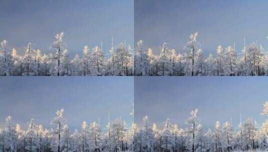 大兴安岭冬季山林雾凇高清在线视频素材下载