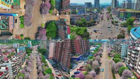 航拍柳州城市建筑春季紫荆花高清在线视频素材下载