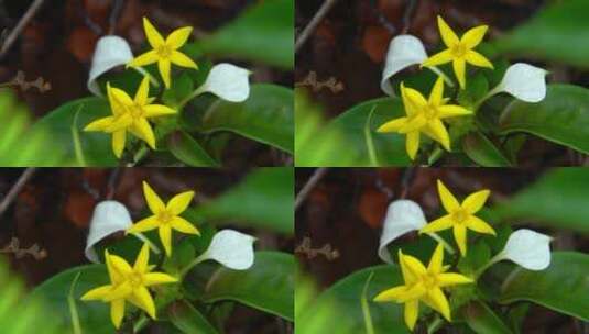 黄色的花朵植物鲜花玉叶金花高清在线视频素材下载
