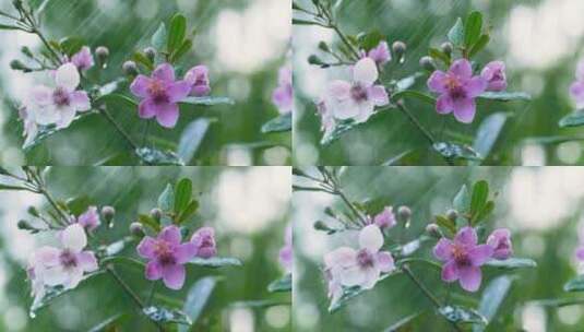 雨中的桃金娘，叶子上滴落的水滴4k视频高清在线视频素材下载