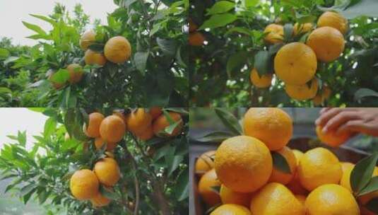 沃柑 橘子 -1080 50p 橘园  水果高清在线视频素材下载