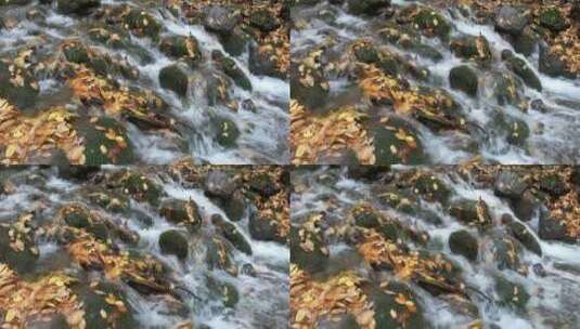 小溪流过森林里长满青苔的石头高清在线视频素材下载