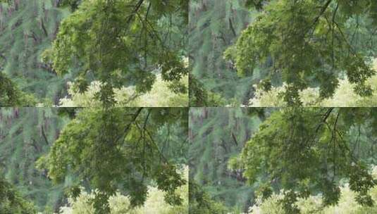 公园里生长旺盛的香樟树高清在线视频素材下载