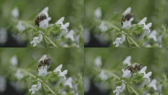 蜜蜂在给花朵授粉高清在线视频素材下载