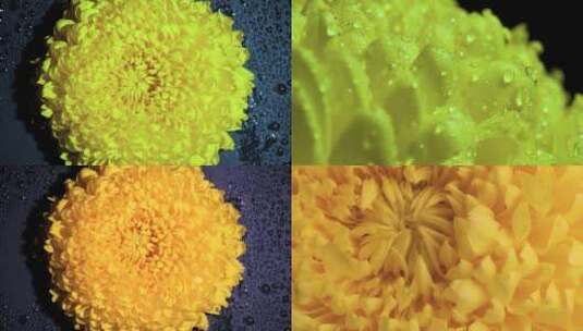 黄色菊花盛开延时风景春天盛开花朵高清在线视频素材下载