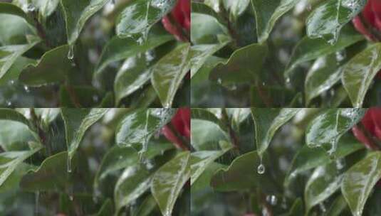 雨水冲刷着山茶树叶高清在线视频素材下载