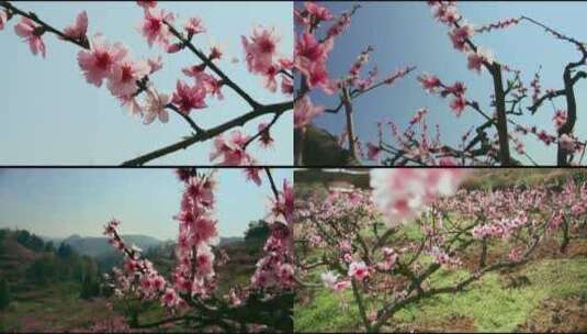 桃花花花高清在线视频素材下载