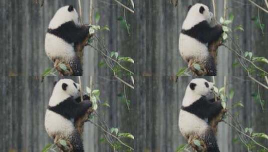 萌动可爱的大熊猫幼崽高清在线视频素材下载