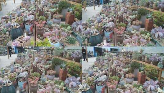 娇艳花卉市场植物园高清在线视频素材下载
