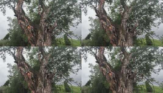 大树空镜视频素材高清在线视频素材下载