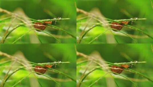 夏天雨后草丛一只可爱蜗牛觅食的特写镜头高清在线视频素材下载