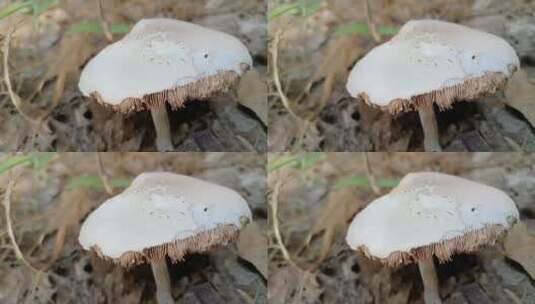 白色毒蘑菇高清在线视频素材下载