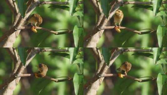 吃昆虫的小鸟高清在线视频素材下载