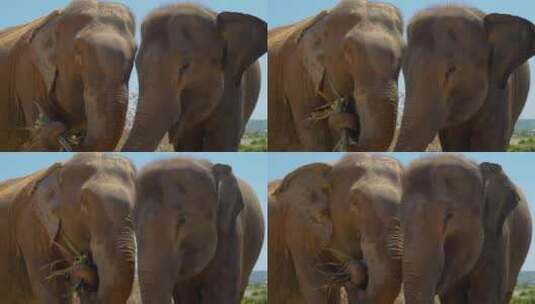 大象靠得很近吃草药高清在线视频素材下载