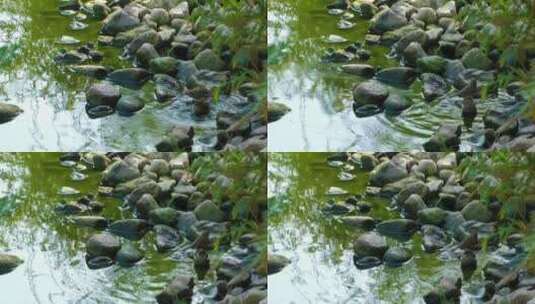 小鸟在公园的溪流中沐浴高清在线视频素材下载