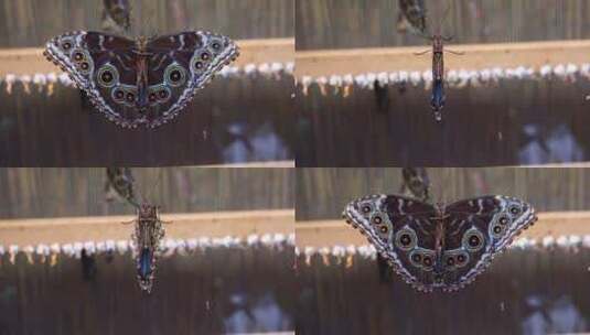 蓝色莫莫蝴蝶扇动它的翅膀特写高清在线视频素材下载