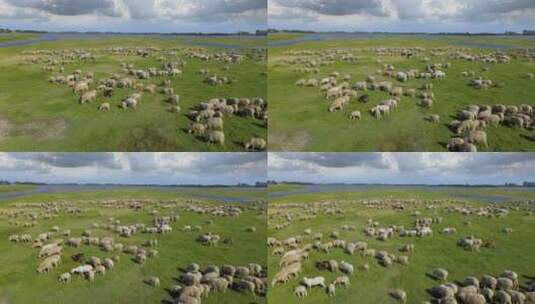 牧场上的羊群航拍景色高清在线视频素材下载