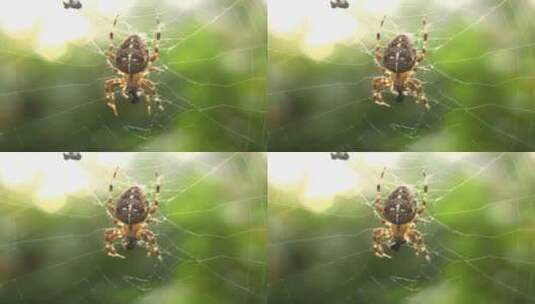 蜘蛛吃苍蝇的特写高清在线视频素材下载