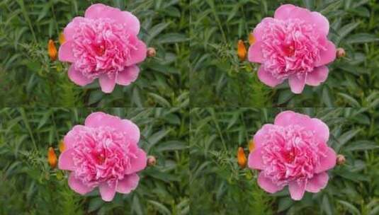 微风中摇曳的粉红色花朵高清在线视频素材下载