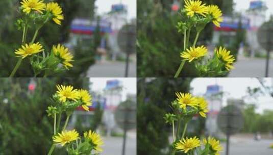 黄色路边野花花朵绿化高清在线视频素材下载