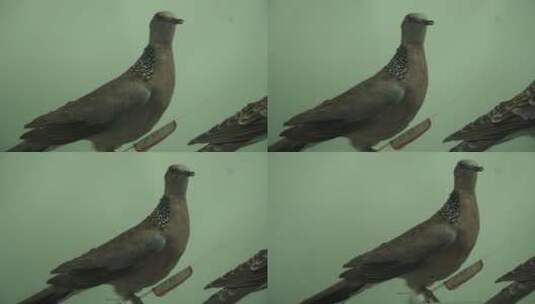 鹧鸪鸽子斑鸠鸟类标本高清在线视频素材下载
