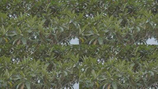 广东农村大山枇杷树种植高清在线视频素材下载
