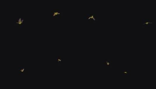 热带黄鹂鸟飞翔3D动画高清在线视频素材下载