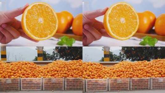 新鲜赣南脐橙高清在线视频素材下载