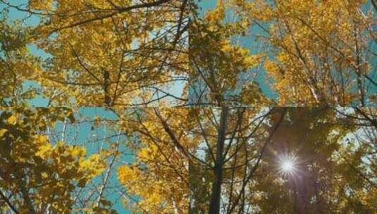 秋风下飞舞的银杏树叶，视频素材高清在线视频素材下载