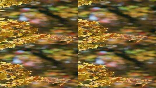 秋天地坛公园枫树林阳光下的黄叶特写竖屏高清在线视频素材下载