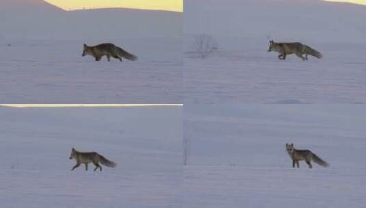 狐狸在雪地里奔跑高清在线视频素材下载