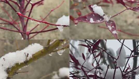 冬天树枝上的白雪合集高清在线视频素材下载